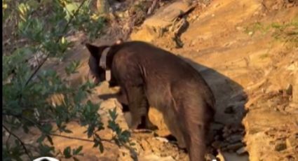 VIDEO | Samuel García comparte encuentro con un oso