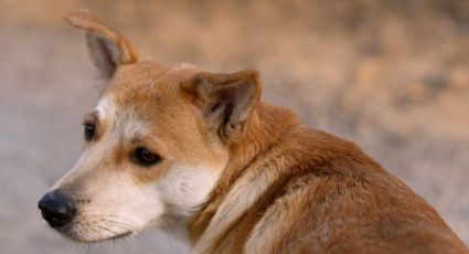 Confirman segundo perro con gusano barrenador en San Pedro