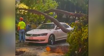 Prevén demanda contra alcaldía Cuauhtémoc tras caída de árbol