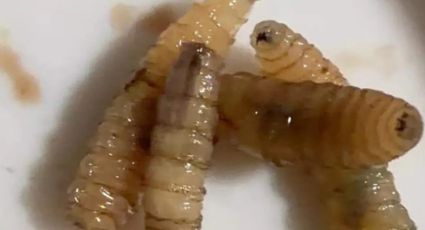 Nuevo León refuerza blindaje ganadero en Linares contra el gusano barrenador