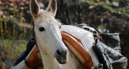 Buscan frenar jornadas excesivas y maltrato a animales de carga en Nuevo León