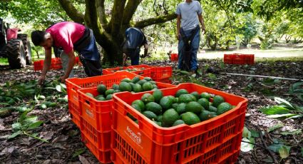 Nace Aguacate Franja Michoacán