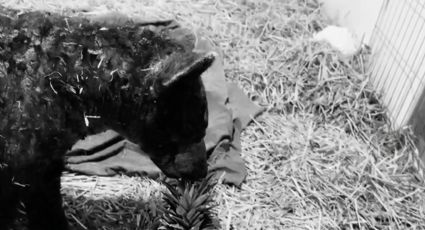 Profepa anuncia el fallecimiento de la Osa Mina, rescatada en Nuevo León