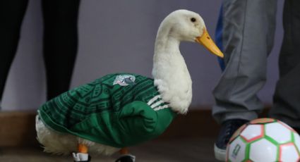 Poncho de Nigris busca comprar al Pato Merlín para Ring Royale