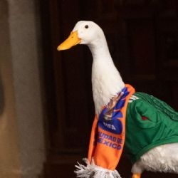 Pato Merlín en Netflix: El fenómeno de 2026 podría buscar película