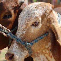 México y EU refuerzan combate contra gusano barrenador