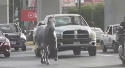 Caballo suelto sorprende en medio del tráfico de Miguel Alemán