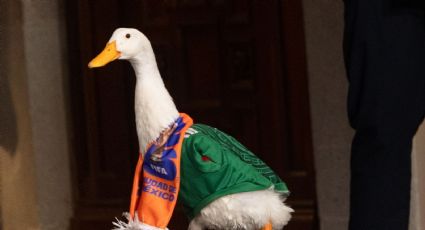 Pato Merlín en Netflix: El fenómeno de 2026 podría buscar película