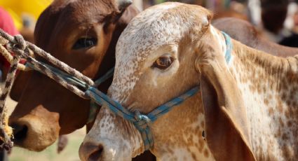 México y EU refuerzan combate contra gusano barrenador