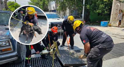 Rescatan a perrita atrapada en alcantarilla de Santa Catarina