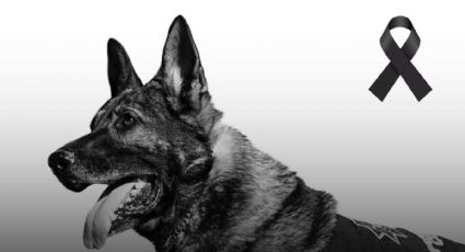 Fuerza Civil despide a Benny, perro de la Unidad Canina K9