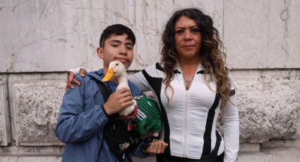 Fama de pato Merlín 'es pasajera'