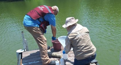 Conagua investiga origen del lirio acuático en la presa La Boca