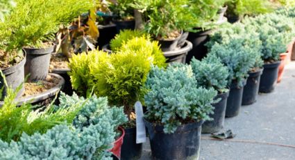 ¿Quieres plantas gratis? Así funciona el programa Reciclando Contigo en Apodaca