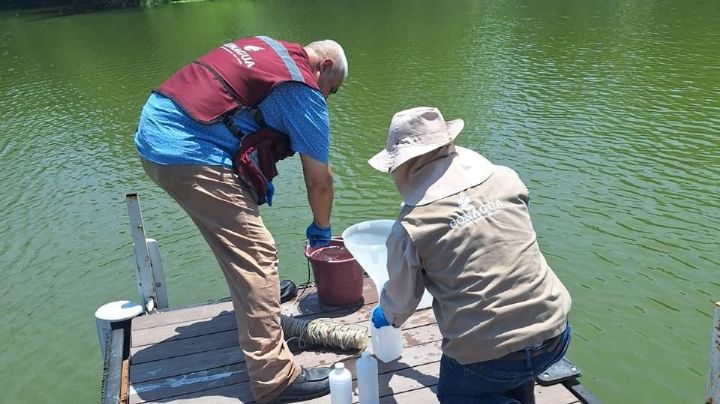 Conagua investiga origen del lirio acuático en la presa La Boca