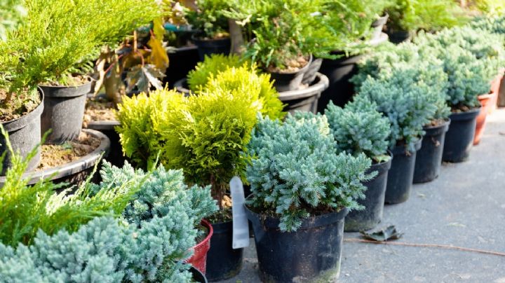 ¿Quieres plantas gratis? Así funciona el programa Reciclando Contigo en Apodaca
