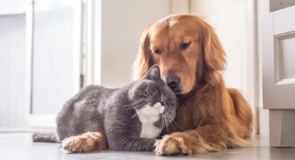 Perro héroe salva a felino en Venezuela