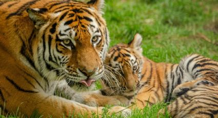 FGR asegura tigres de bengala y 32 caballos en operativo de Durango