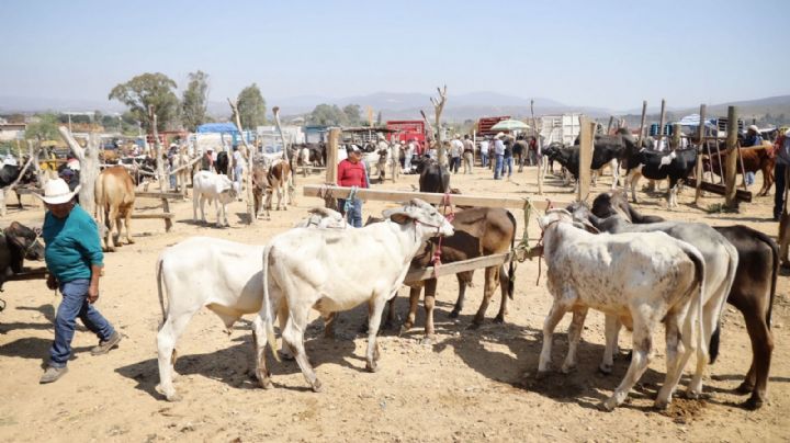 100 millones de moscas semanales contra gusano barrenador