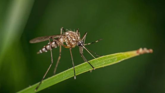 Mosquitos: El plan de Google contra enfermedades letales