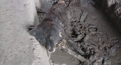 Rescatan a perrito en situación de calle atrapado en una zanja en Juárez, Nuevo León