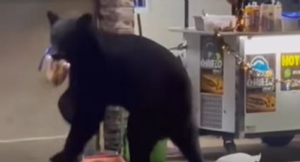 VIDEO | Oso sorprende en Santiago al robarse una bolsa de pan de un puesto de hot dogs