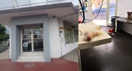 “Mataron a mi perrita”: mujer denuncia presunta negligencia en veterinaria de Monterrey | VIDEO