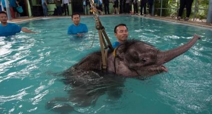 Utilizan piscina para rehabiltar a pequeña elefanta en Tailandia