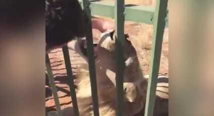 Acariciar a un león resultó 'bastante estúpido' (VIDEO)