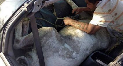 Encuentran caballo en auto deportivo tras reporte de secuestro en Monterrey 