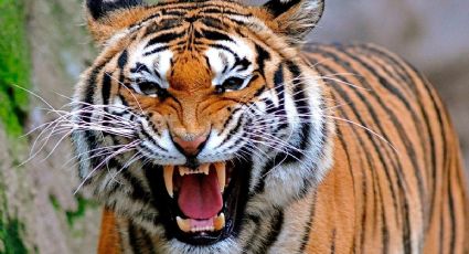 Visitantes de un zoológico salvan a mujer que fue atacada por un tigre (FOTOS)