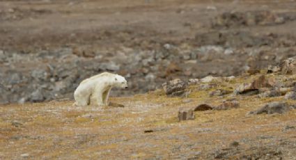 Captan desconsoladora imagen de un oso polar afectado por el cambio climático (VIDEO) 
