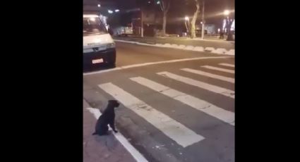 ¡Todo un ejemplo! Perro respeta señal de tránsito para cruzar la calle (VIDEO) 