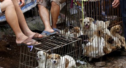 Se desploma precio de carne de perro en Corea del Sur; productores cierran 