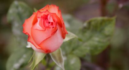 Garantizado el abasto de rosas en día de San Valentín: SAGARPA