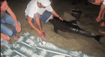 Profepa atiende varamiento de delfín herido en Manzanillo