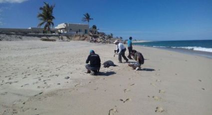 Atiende Profepa varamiento de tortugas marinas muertas por marea roja en BCS