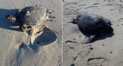 Atiende Profepa varamiento de tortugas muertas en playas de Baja California