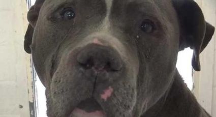 Perro llora tras ser abandonado en refugio por su familia 