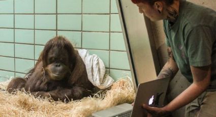 Lanzan app de citas para orangutanes