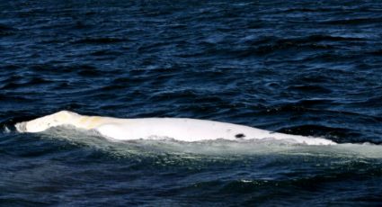 Atiende Profepa varamiento de ballena muerta en Baja California