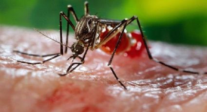 Confirma SSA primer caso de microcefalia asociado a infección por virus Zika en México