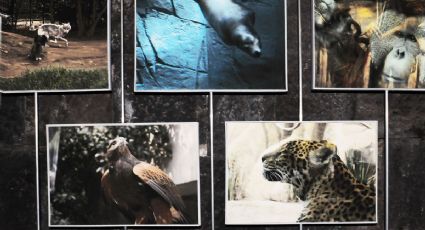 Muestra fotográfica 'Imaginarios: Rutas para el Retorno', una mirada al Zoológico de Chapultepec