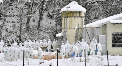 Por gripe aviar al menos 69 mil pollos fueron sacrificados en Japón