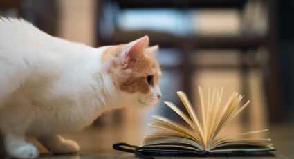 Libro escolar indio sugiere asfixiar gatos como experimento científico