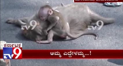Mono bebé llora y se aferra ante el cuerpo sin vida de su madre atropellada