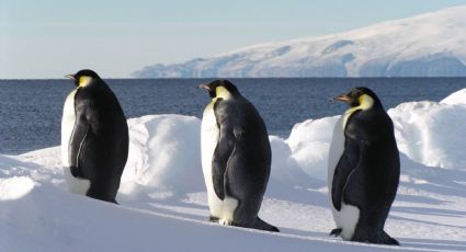 Alimentos de pingüinos y ballenas afectados por cambio climático en la Antártida 