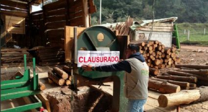 Profepa clausura aserradero y asegura madera en Zacacuautla, Hidalgo