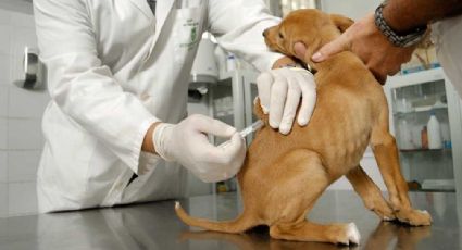 PAN pide lanzar campañas permanentes de esterilización a perros y gatos callejeros