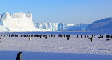 Expertos piden mayor protección para la Antártida en el Día Mundial del Pingüino